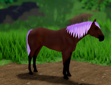 Wild Horse Islands IUH cavallo