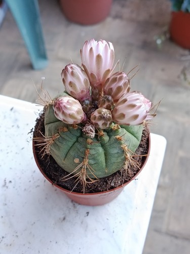 Gymnocalycium planta unica - planta,