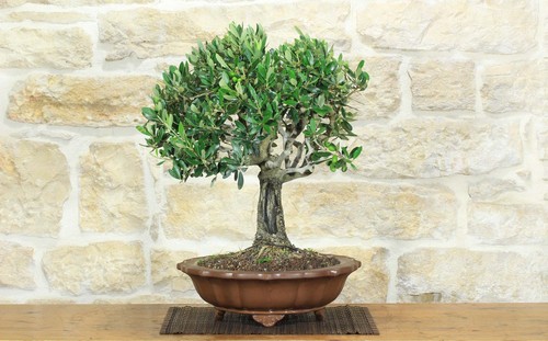 Bonsai olivo - bonsai, di
