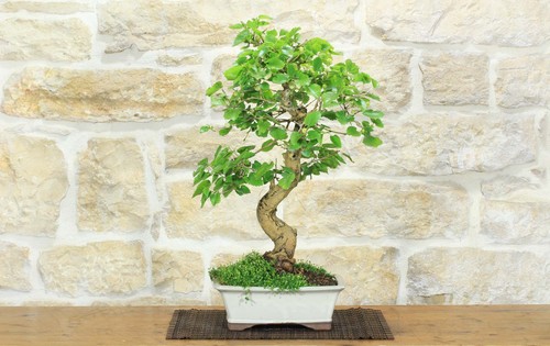 Bonsai gelso bianco - bonsai,