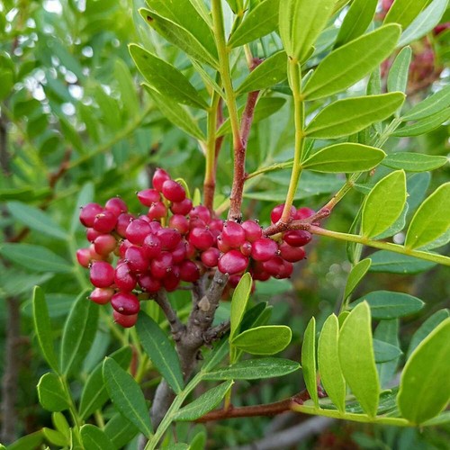 Pistacia lentiscus lentisco - -,
