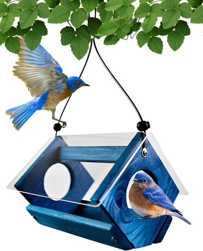 Mangiatoia petite bluebird con - mangiatoia,