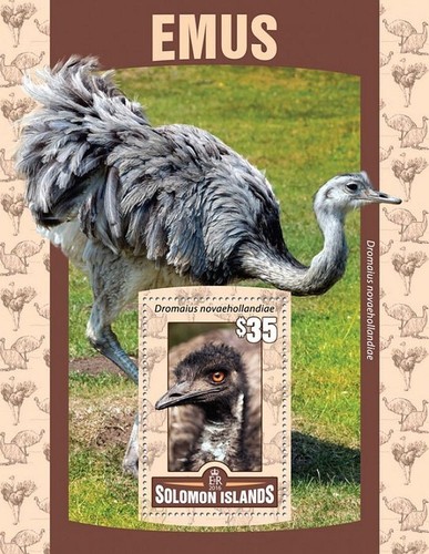 Emus emu flightless birds bird - emus, birds/bird