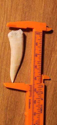 Sabretooth enchodus - enchodus, (pesce)