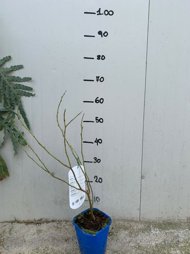 Mirtillo gigante duke precoce - duke,