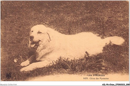 Ailp6 0560 cane - cane, dei