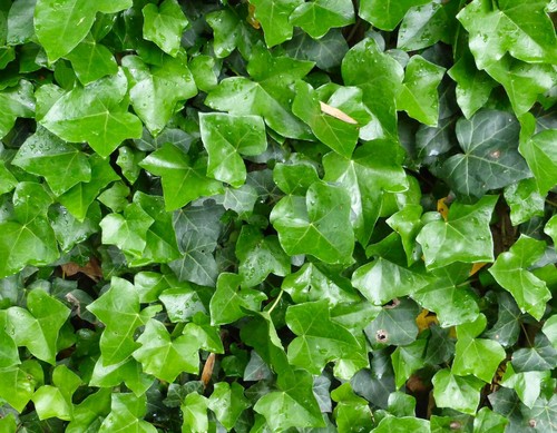Hedera helix edera comune - hedera,