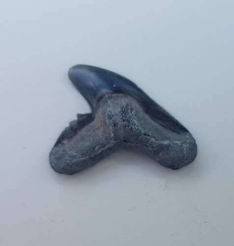 Fossil miocene tigre - fossil,