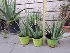 Due piante di aloe vera in un