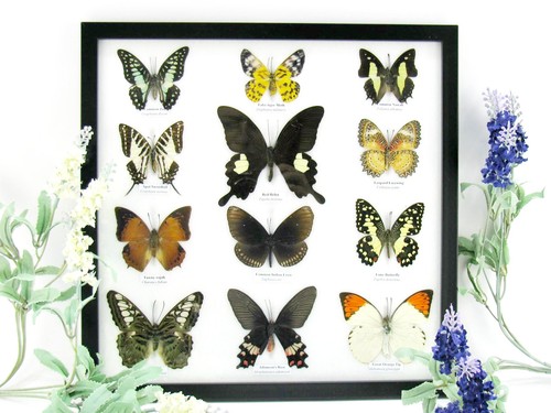 Farfalle vere imbottite - 12,