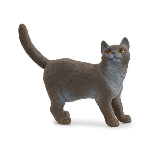 Gatto british shorthair - gatto,