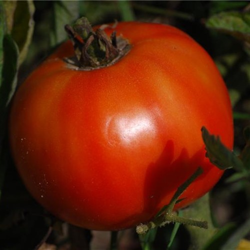 Pomodoro delizioso - pomodoro,