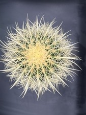 Echinocactus grusonii cuscino - grusonii-,