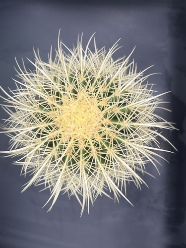 Echinocactus grusonii cuscino - echinocactus, grusonii-