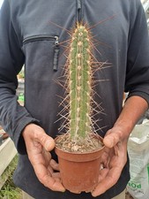 Tricho cereus fulvilanus