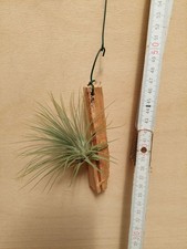 Tillandsia espinosae fucsii - tillandsia, x