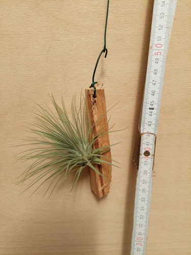 Tillandsia espinosae fucsii - tillandsia,