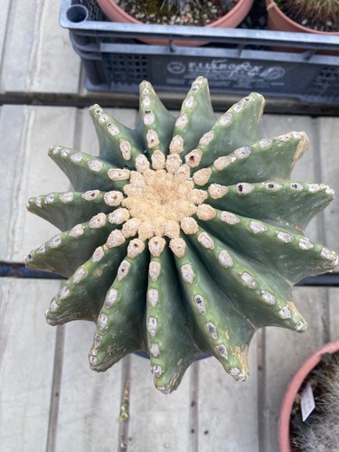 Ferocactus glaudescent inermis - ferocactus,