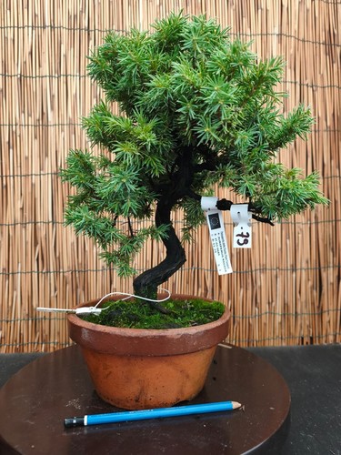 Bonsai ginepro rigida - ginepro, h