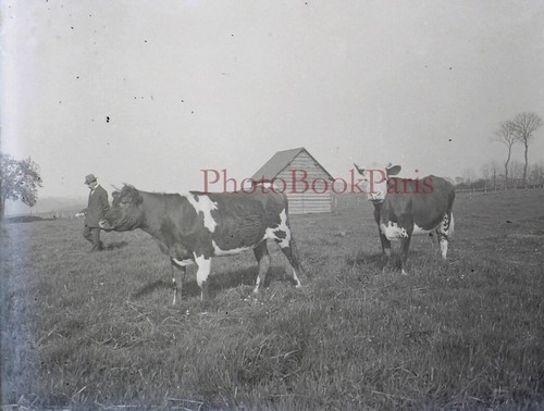 Mucche campo fattoria c1920 - campo,