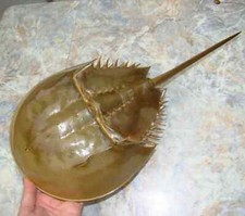 12" long FULL HORSESHOE CRAB