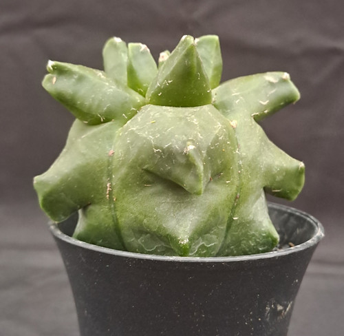 Astrophytum myriostigma - , cv