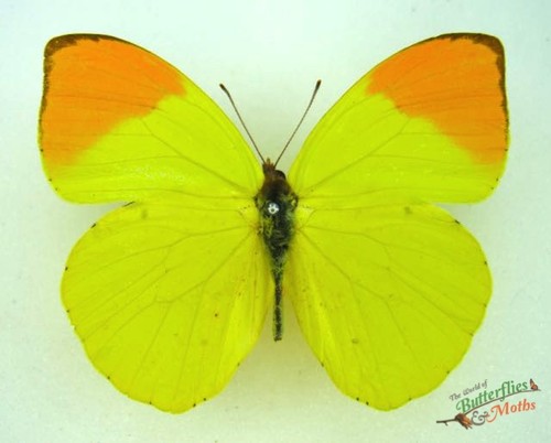 Eronia leda set - eronia,