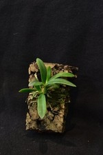 Sofronite brevipedunculata