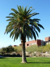 PALMA DELLE CANARIE PHOENIX