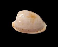 Conchiglia Shell CYPRAEA