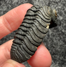 Maroccops sp. Trilobite Fossil