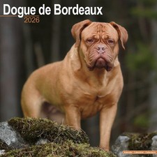 Dogue de Bordeaux Cane "12 x