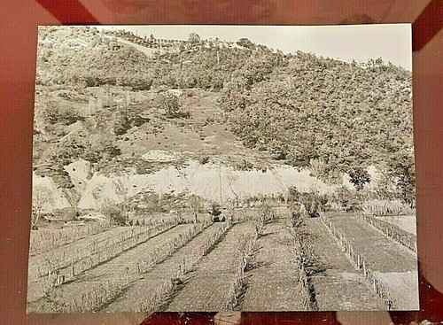 Foto epoca penne - foto,