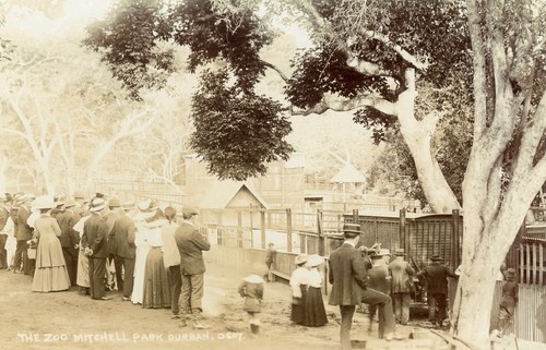 South africa durban scarce - south,