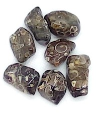 Agata turritella  burattato