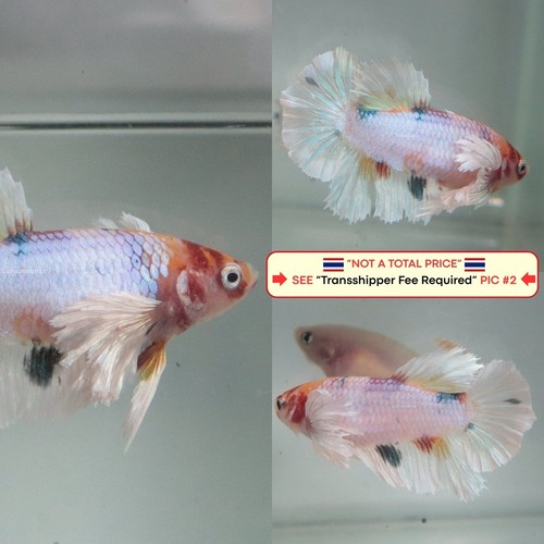 Live betta fish - live,