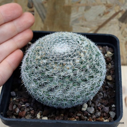 Mammillaria vaso 10 cm - mammillaria, sp.