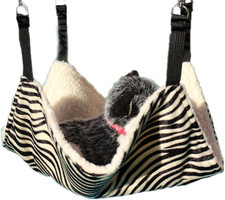 Animale Domestico Gattino