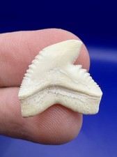 Dente di squalo tigre moderno