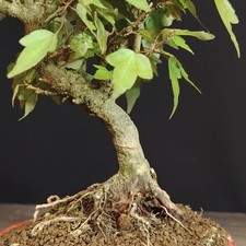 Shohin BONSAI ACERO Acer