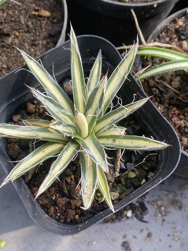 Toumeyana ssp bella - toumeyana, ssp.bella