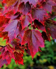 Acer rubrum cv "brandywine" -