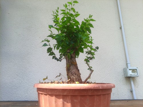 Bonsai olmo - bonsai,