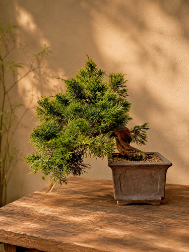 Vendo splendido bonsai - , di