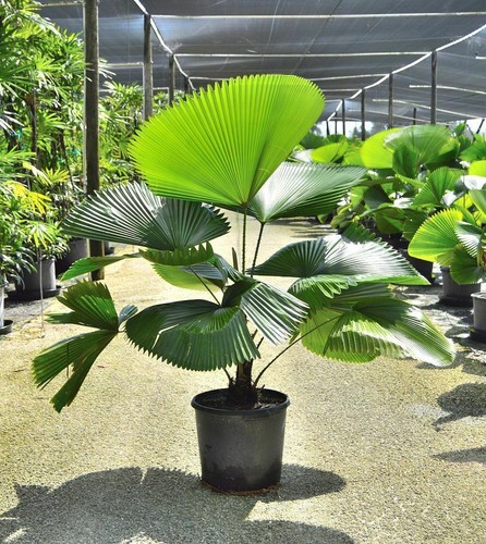 Licuala grandis palma a - licuala,