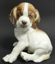 Cucciolo Di San Bernardo Prof