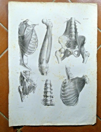 Disegno antico anatomia - disegno,