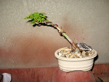 BONSAI GRAFTED JANANESE