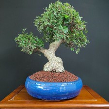BONSAI  DI OLMO CAMPESTRE