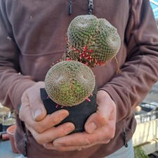 Mammillaria crucigera SB-529